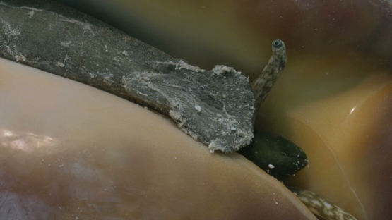 Moorea , macro of lambis truncata or giant spider conch