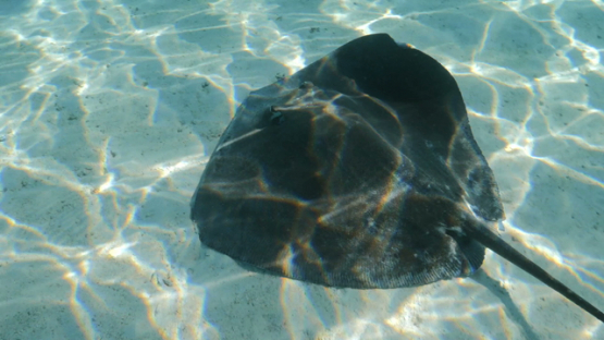 Moorea, sting ray swimming on the sandy bottom of the shallow lagoon