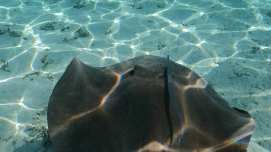 Moorea, sting ray swimming in the shallow lagoon over the corals