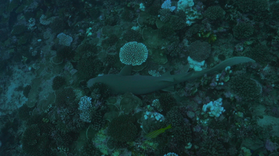 Moorea, nurse shark resting surrounded by coral bleaching