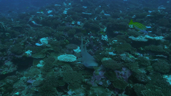 Moorea, nurse shark sleeping surrounded by coral bleaching over the reef