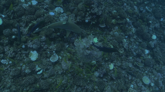 Moorea, black tip sharks over the coral reef bleaching