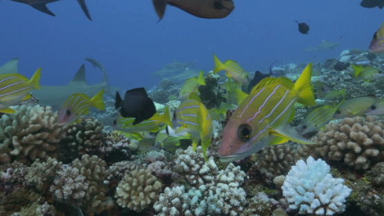 Moorea, tropical fishes and black tip sharks over the coral reef bleaching