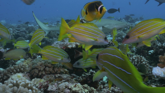 Moorea, tropical fishes and black tip sharks over the coral reef