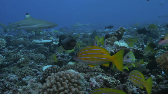 Moorea, tropical fishes and black tip sharks over the coral reef
