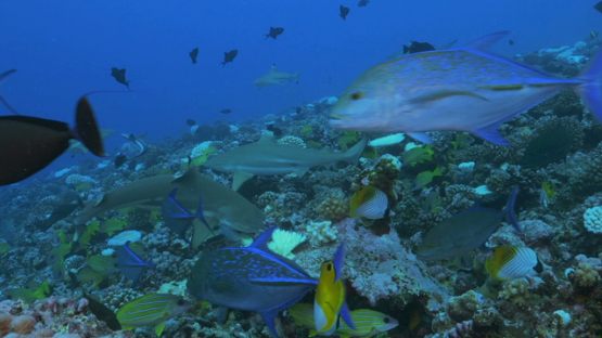 Moorea, frenzy of tropical fishes and black tip sharks over the coral reef