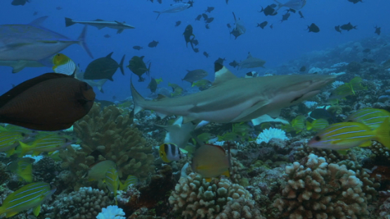 Moorea, frenzy of tropical fishes and black tip sharks over the coral reef