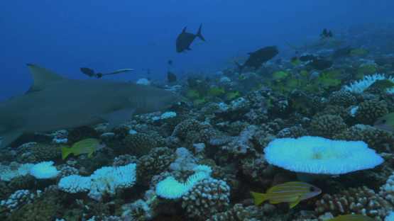 Moorea, lemon shark and tropical fishes over the coral bleaching