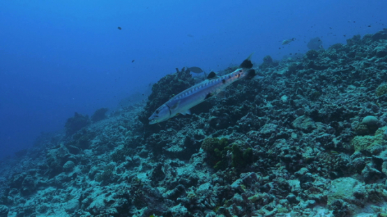 Rangiroa, cleaner wrasse and giant barracuda over the reef