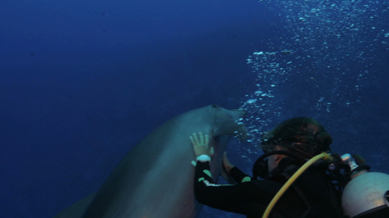 Rangiroa, dolphins tursiops close to camera and touched by scuba diver in the blue