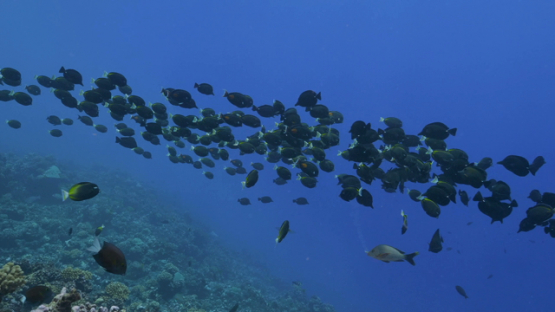 Rangiroa, yellow spot surgeon fishes gathering over the reef, acanthurus