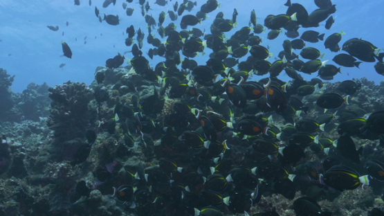 Rangiroa, orange spot surgeon fishes gathering over the reef, acanthurus