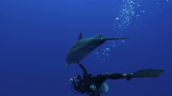 Rangiroa, scuba diver touching a dolphin tursiops in the blue