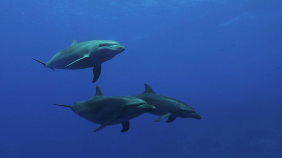 Rangiroa, dolphins tursiops swimming near the scuba divers in the blue