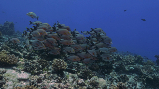Rangiroa, red paddle tail snappers schooling over the coral reef