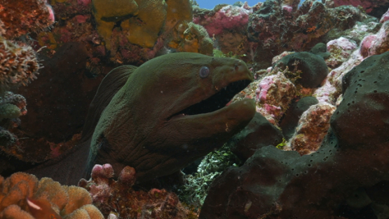Rangiroa, giant moray eel in  the coral reef