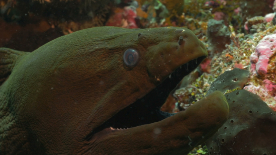 Rangiroa, giant moray eel in the coral reef