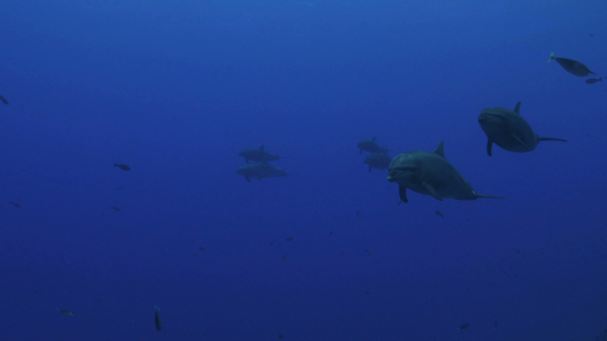 Rangiroa, six dolphins tursiops swimming close to the camera, 4K UHD