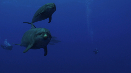 Rangiroa, two dolphins tursiops swimming close to the camera, 4K UHD
