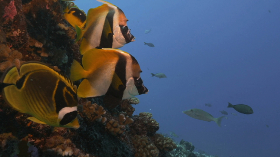 Rangiroa, couples of banner fishes and racoon butterfly fishes over the coral reef