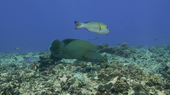 Rangiroa, Napoleon wrasse and big trevally jack fish over the coral reef