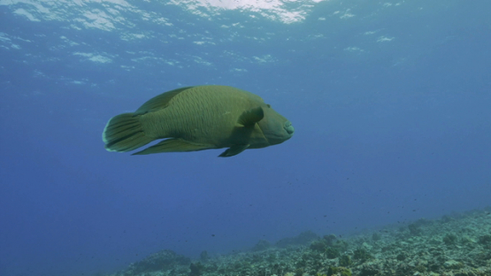 Rangiroa, Napoleon wrasse swimming over the coral reef