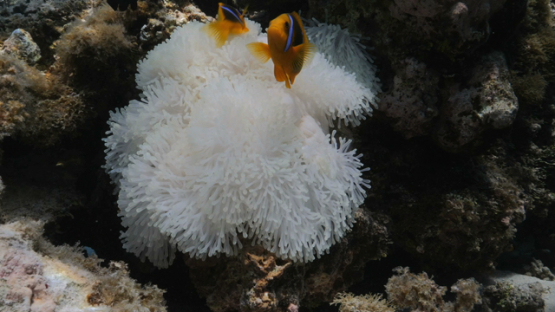 Moorea, couple of clown fishes and sea anemone become white by heat