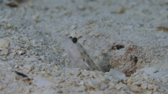 Lagoon of Moorea, macro shot of goby in the sand