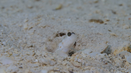 Lagoon of Moorea, goby in the sand, shot in macro