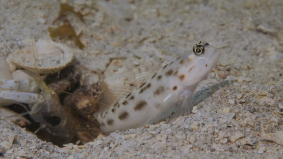 Moorea, macro shot of goby fish and shrimp cleaning their habitat in the sand of the lagoon