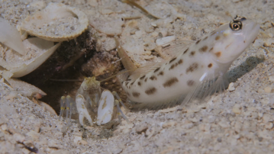 Moorea, goby fish and shrimp cleaning their habitat in the sand of the lagoon, macro shot, 4K UHD