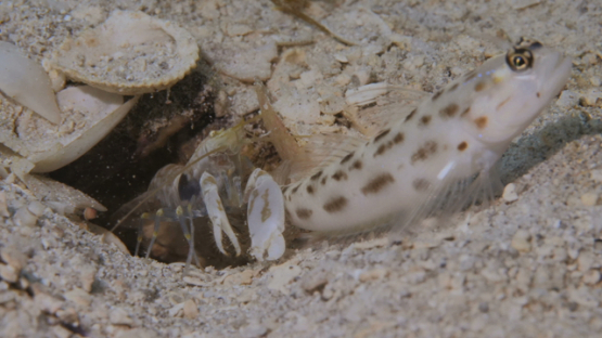 Moorea, goby fish and shrimp cleaning their habitat in the sand of the lagoon, macro shot, 4K UHD