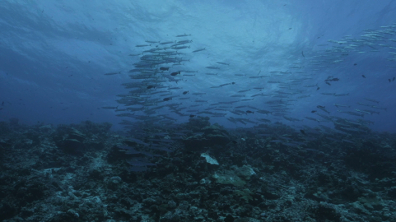 Rangiroa, big eye barracudas schooling along the reef