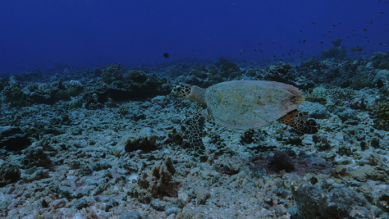 Rangiroa, hawksbill turtle swimming over the damaged coral reef