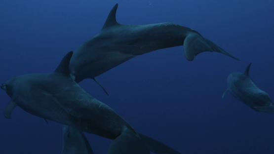 Rangiroa, four tursiops dolphins swimming close to camera, 4K UHD