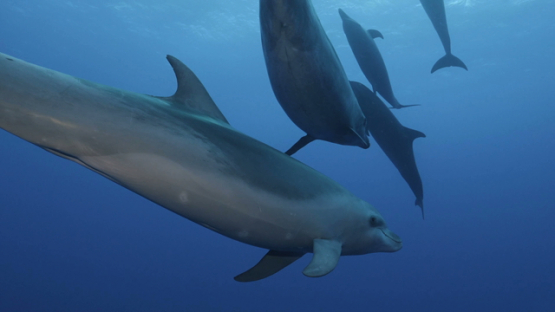 Rangiroa, group of dolphins tursiops swimming close to the camera, 4K UHD