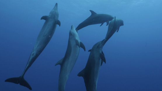 Rangiroa, group of dolphins tursiops swimming up to the surface