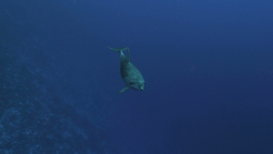 Rangiroa, dolphin tursiops swimming around the camera