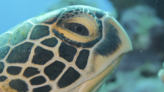 Moorea, green sea turtle resting, macro of head and eye,  4K UHD