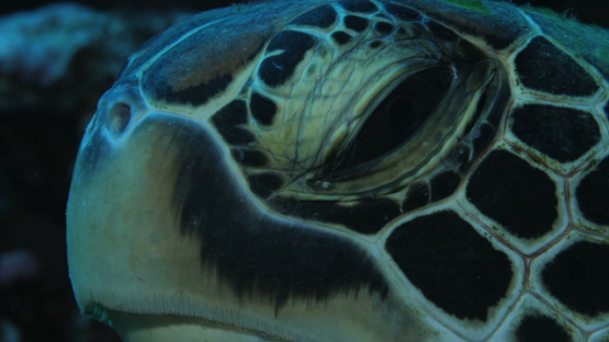 Moorea, green sea turtle resting on the coral reef, macro of head,  4K UHD