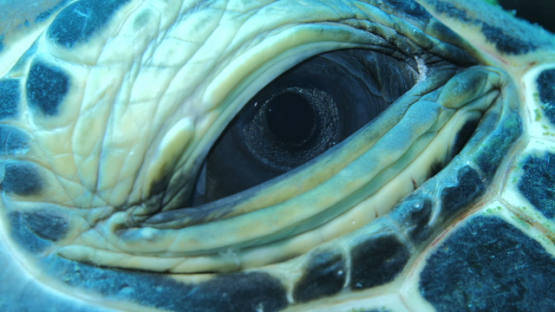 Moorea, green sea turtle resting, macro of eye, 4K UHD