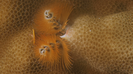 Moorea, macro of Christmas tree worm coming out of the coral,  4K UHD