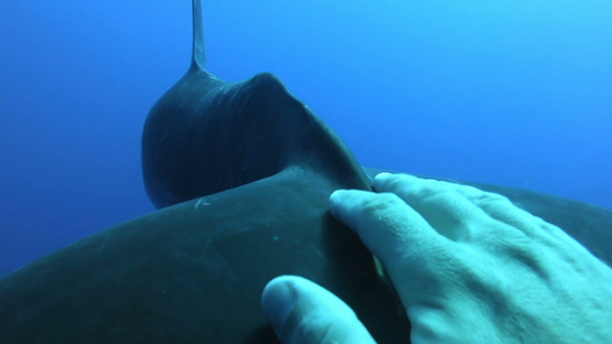 Rangiroa, hand of cameraman touching the tail of a bottle nose dolphin