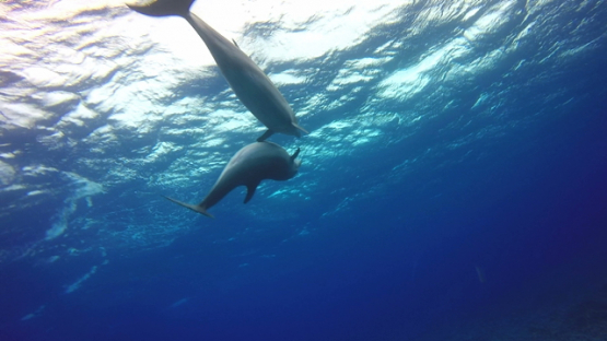 Rangiroa, two bottle nose dolphins caressing each other with their wings