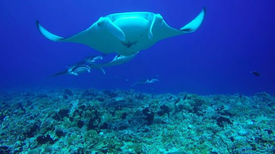 Rangiroa, five manta rays swimming close and over the camera