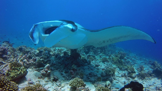 Rangiroa, Manta ray being cleaned by cleaner wrasses over the reef, mouth opened
