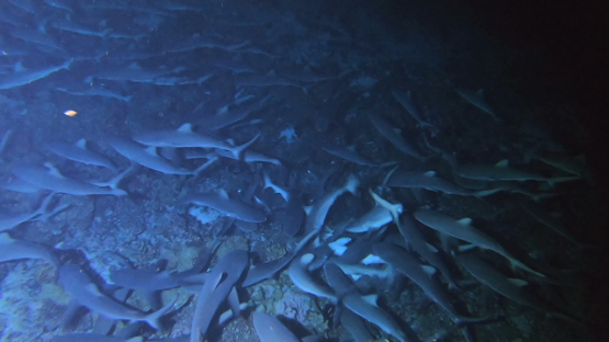 Fakarava, hundreds of grey sharks hunting at night over the reef