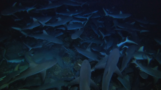 Fakarava, Frenzy of grey sharks at night over the reef