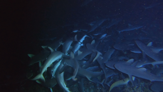Fakarava, Frenzy of grey sharks at night over the reef