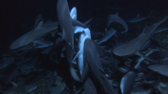 Fakarava, frenzy of hundred of grey sharks hunting at night over the reef